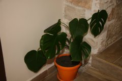 IMG_7582-FILEminimizer