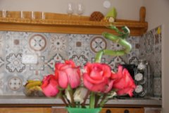 IMG_7685-FILEminimizer