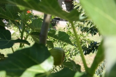 Apartments_Sena_Pula-40