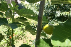 Apartments_Sena_Pula-41